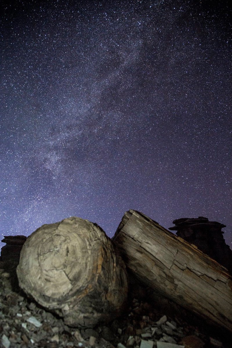 Petrified wood against a vibrant night sky.