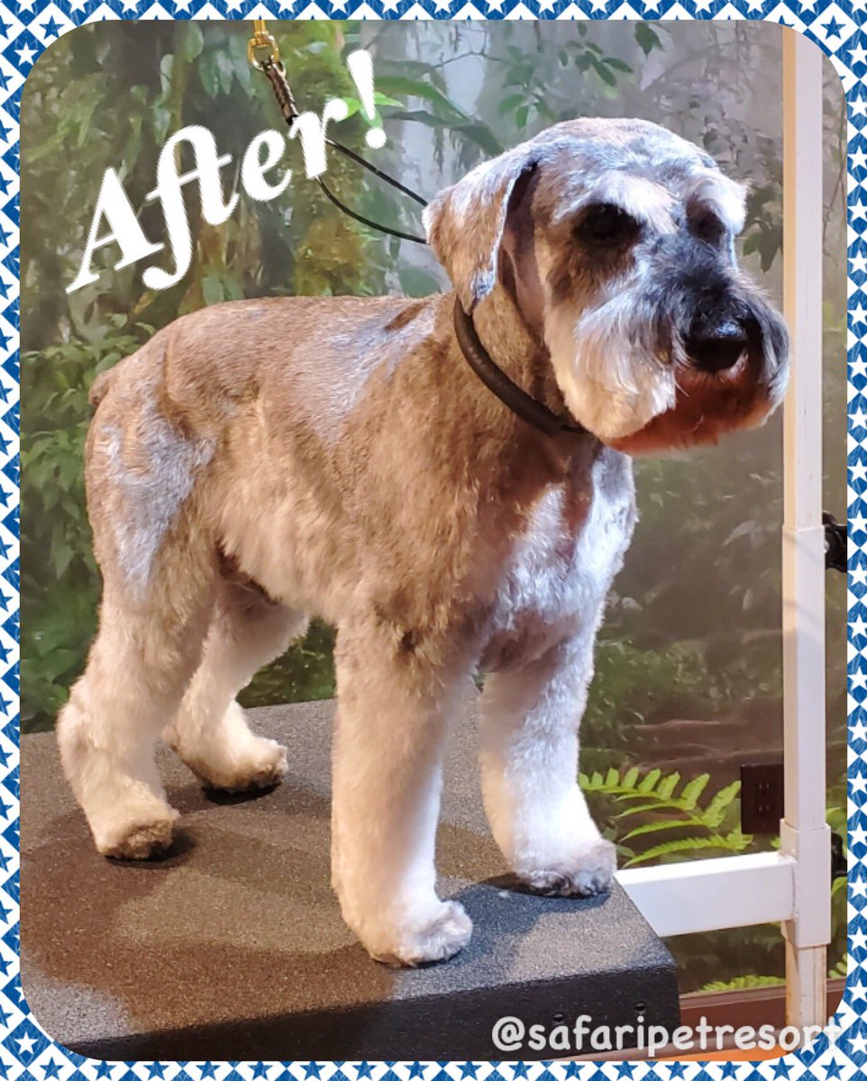 safaripetresort's tweet photo. Kobi is Looking🕶Fine & Dandy🎩After His Trim at the Safari Salon!🙌🏻
.
Call 615-890-3732 for an appointment today!
.
#safarisalon #safaripetresort #doggrooming #grooming #murfreesboro #smyrna #nashville #dogs #dogsoftn #dogsofmurfreesboro #spaday #schnauzer #beforeandafter https://t.co/aAJ0cW55Cc