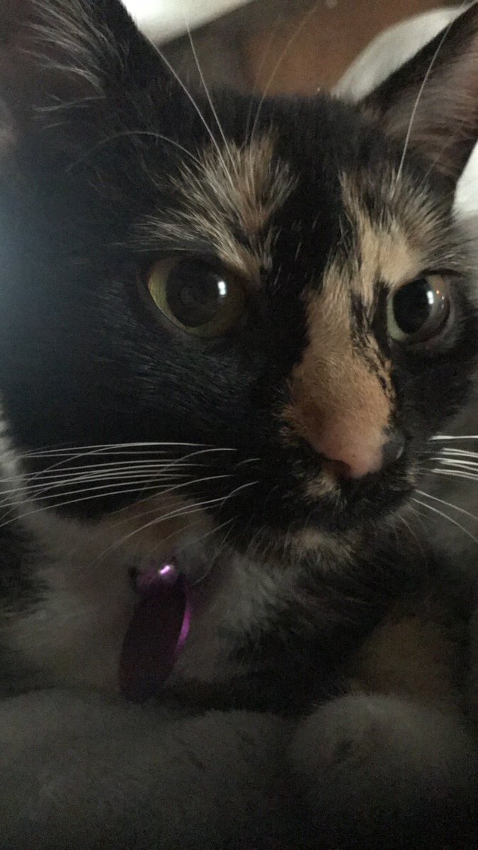 Nova is lost. She got out around 10AM this morning and hasn’t been seen since. She’s very shy and I’m extremely worried please help
If you live in the Greensboro NC area please share