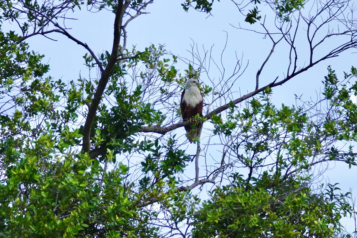 のどか 低浮上 ハクトウワシ じゃなくハクトウのトビ でも名前は シロガシラトビ Brahminykite シンガポール探鳥旅行 1915