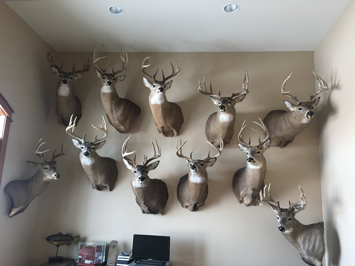 MavBucks's tweet photo. The main wall of some of the amazing giants I have been blessed to bring home. Cool to see different characteristics.  What do you like...high, wide, abnormal, mass? https://t.co/1CyFCzrStu