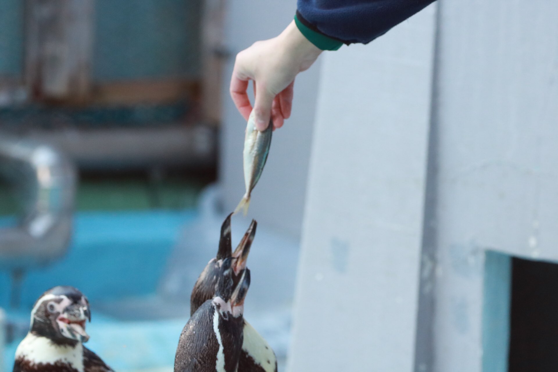 ふじ ペンギンは魚を食べる時は必ず頭から食べます しっぽからあげても 器用に回して頭から丸呑みです 野毛山動物園 フンボルトペンギン T Co Nak4qmmj7y Twitter