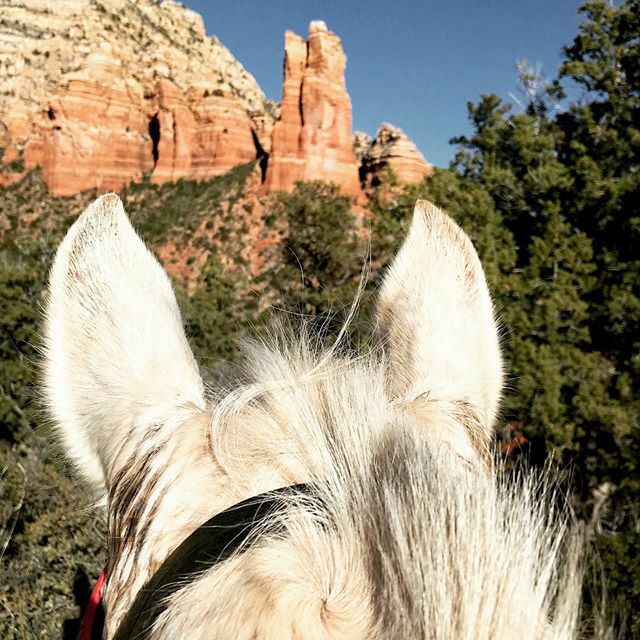 BonMillerPhoto's tweet photo. How many ears do you see? #rabbitears #camptrot #betweentheears #hoofit #redrockhorsetrails #hotlooptrailhead #campingandhorses #horsetrip https://t.co/AXif5XKZik