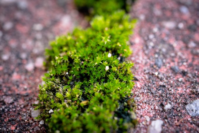 苔のtwitterイラスト検索結果 古い順