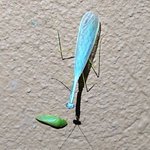 「水色のカマキリ」でも足は黄緑色・・・。パーツごとに色が違う!