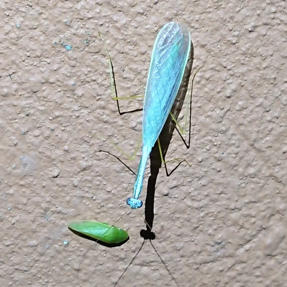「水色のカマキリ」でも足は黄緑色・・・。パーツごとに色が違う！！