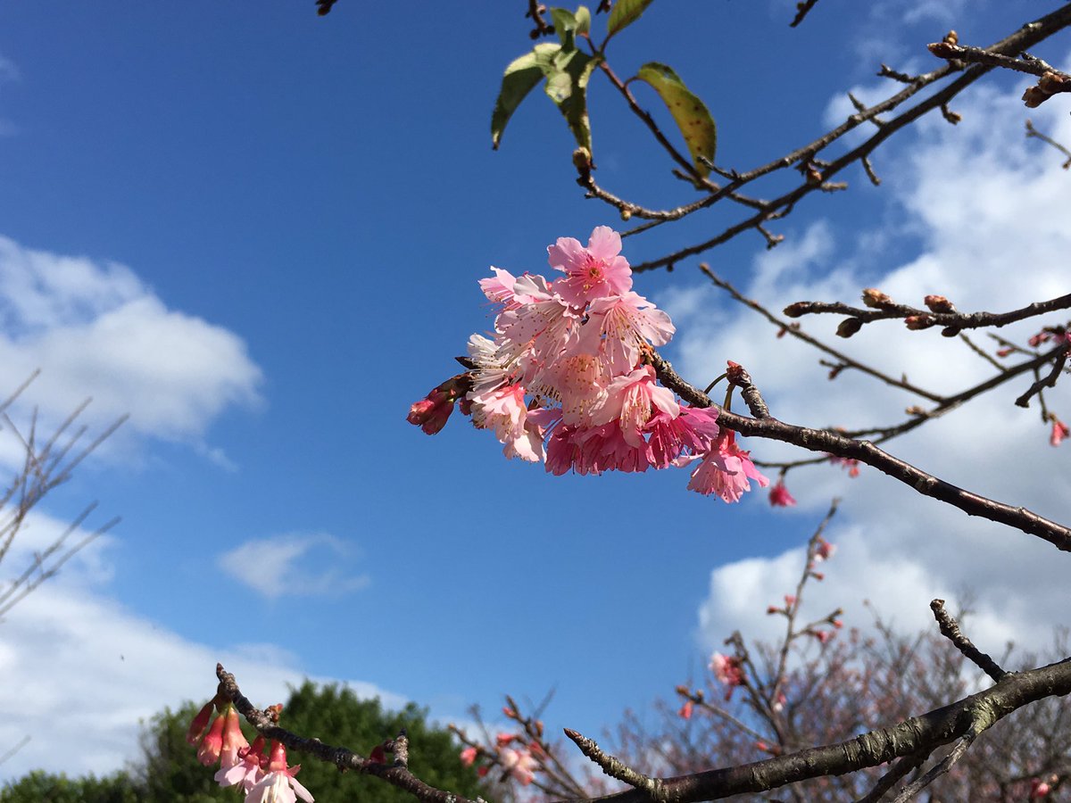 今帰仁グスク桜まつり 今帰仁グスク桜まつり