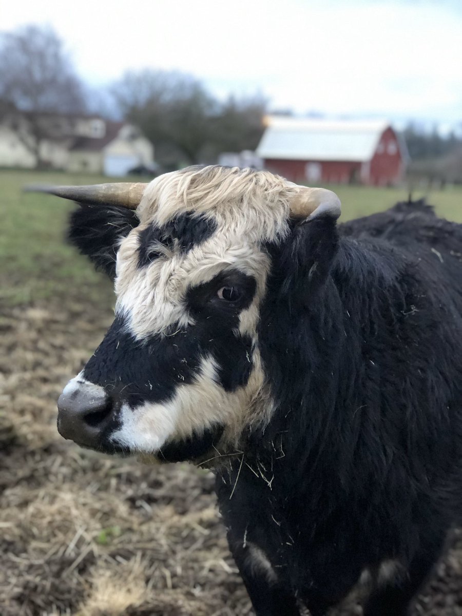 MeggieZamora's tweet photo. My favorite cow, #HeartFace is giving me the side eye for being away for a day and a half. #SpoiledCattle https://t.co/eLZBcT9kk6