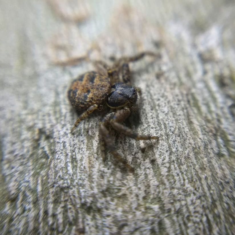 crab spider, side view