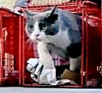 kittybungalow's tweet photo. #ReturnDay🐾 Spayed or neutered, vaccinated, &amp; treated for parasites on Friday, #Caturday 26 #TNR kitties returned to their caretakers💗 In January, >100 cats from the #streetsofLA received vital veterinary services courtesy of #KittyBungalow in partnership w/ @TeamSpay4LA #TNVR https://t.co/l9rcMPphSc