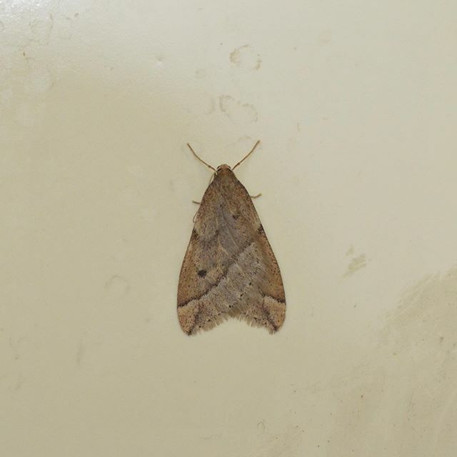 eiichi_ta's tweet photo. ウスバの♂
#ウスバフユシャク #フユシャク
#inurois_fletcheri #moth
#tokyo #japan https://t.co/m1E7auMxcs https://t.co/VhzTNvj6G5