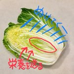 意外と知られていない裏ワザ!白菜は内側から使っていくとより美味しく食べられる!