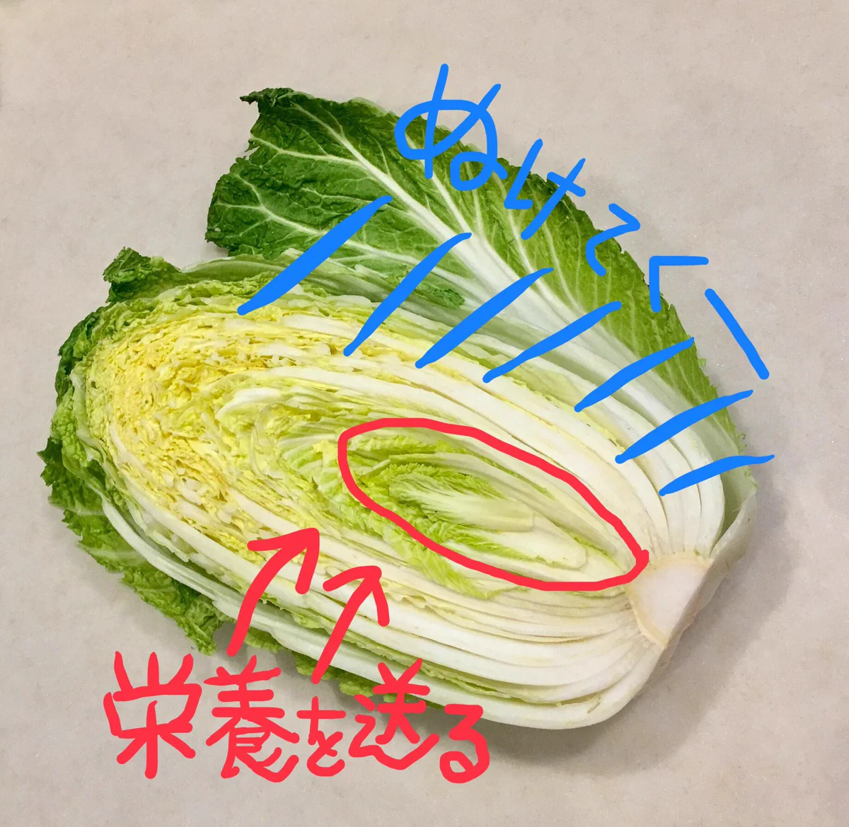 意外と知られていない裏ワザ！白菜は内側から使っていくとより美味しく食べられる！