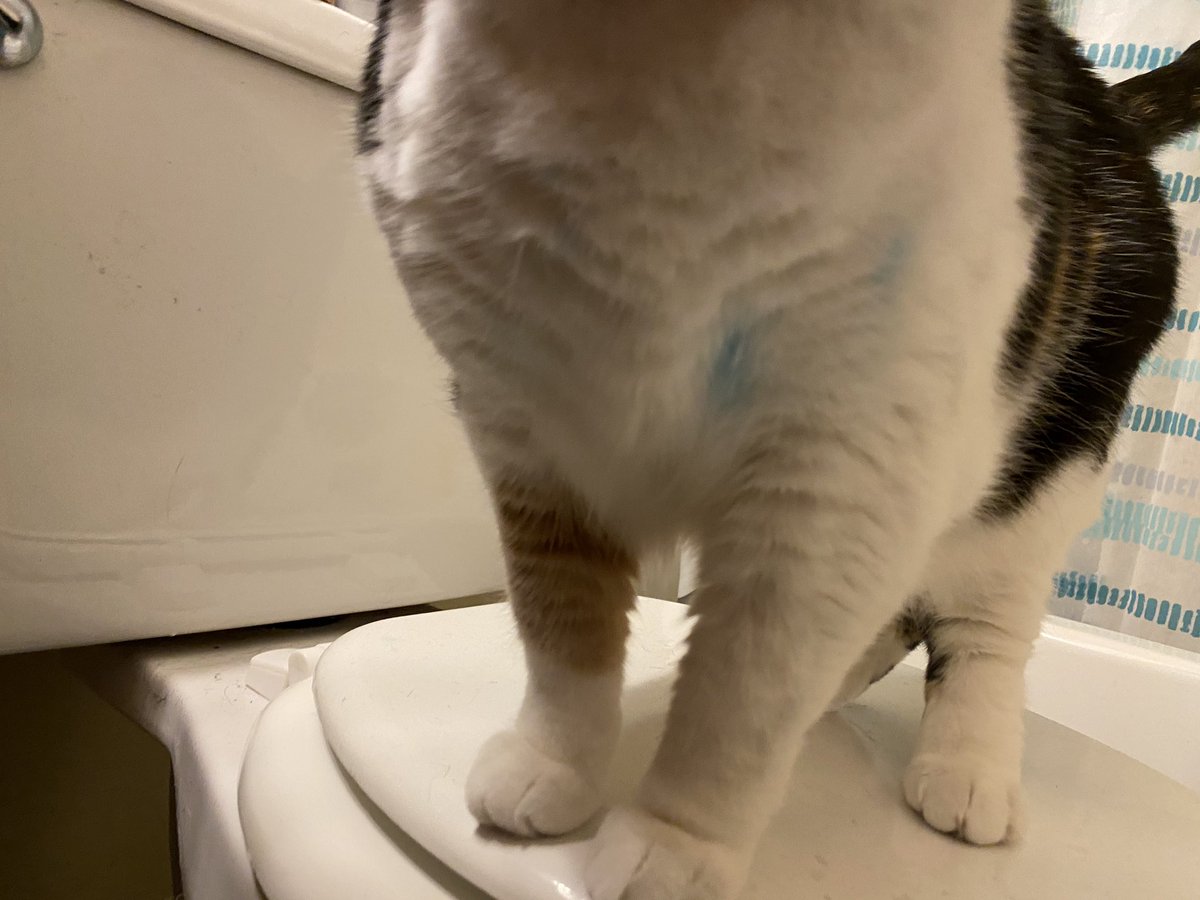 A cat’s white chest, with a couple of blue splotches