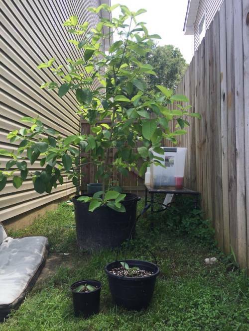 fred7285's tweet photo. Photo https://t.co/E6gn7C8G0D #Kratom #IamKratom https://t.co/qyFxLd7yD2
