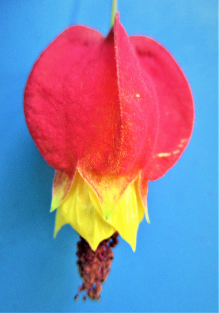 廣瀬登 ウキツリボク 浮釣木 の花の構造 その１ 花弁は淡黄色の５弁花で 赤い５稜がある袋状の萼からやや突き出す 萼 の１部を切り開いた時の花弁の様子 ５花弁の各々を開いた状態 中央には褐色の雄しべがついた花柱が突き出る