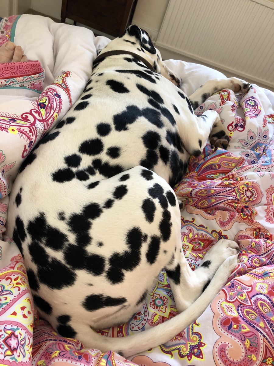AlexMacras's tweet image. Off duty. Bliss.  #DaisyDots #pupdate #zzzzx