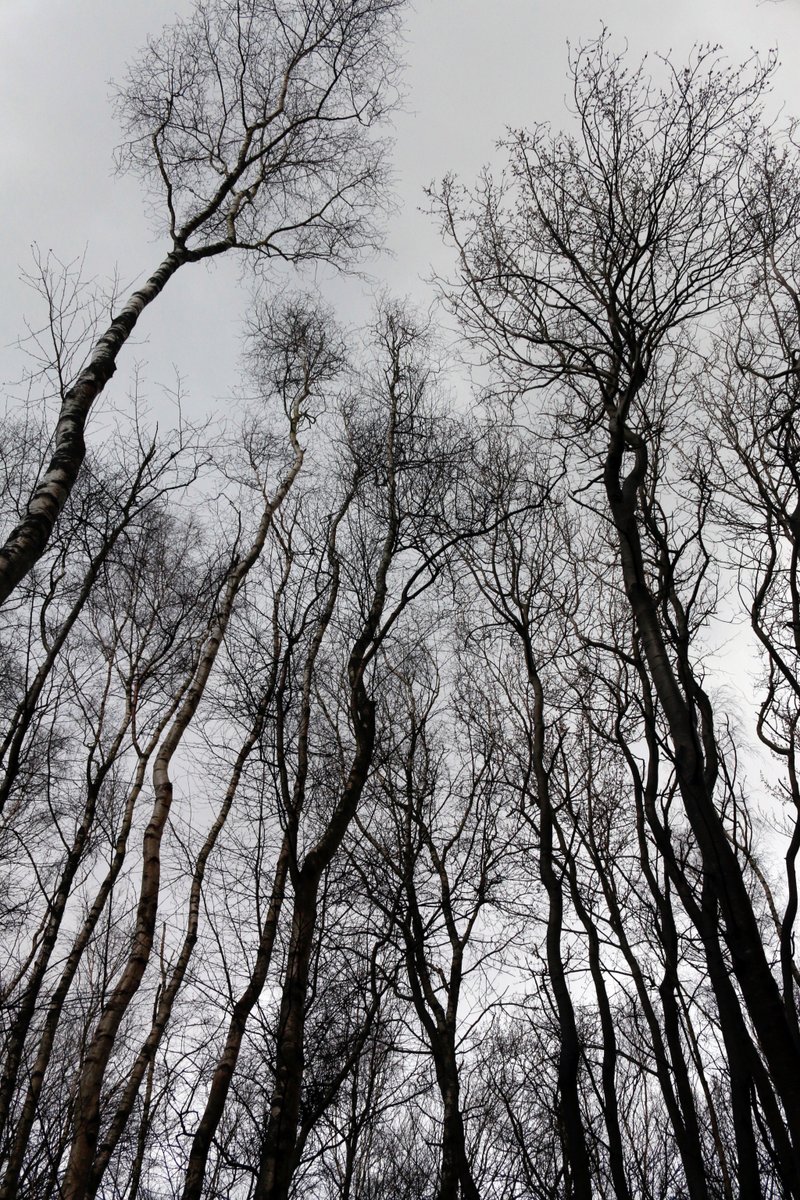 axleb's tweet photo. Weekly challenge – photos in the woods https://t.co/nlndjK3ctf https://t.co/lBMmLU9Yfg