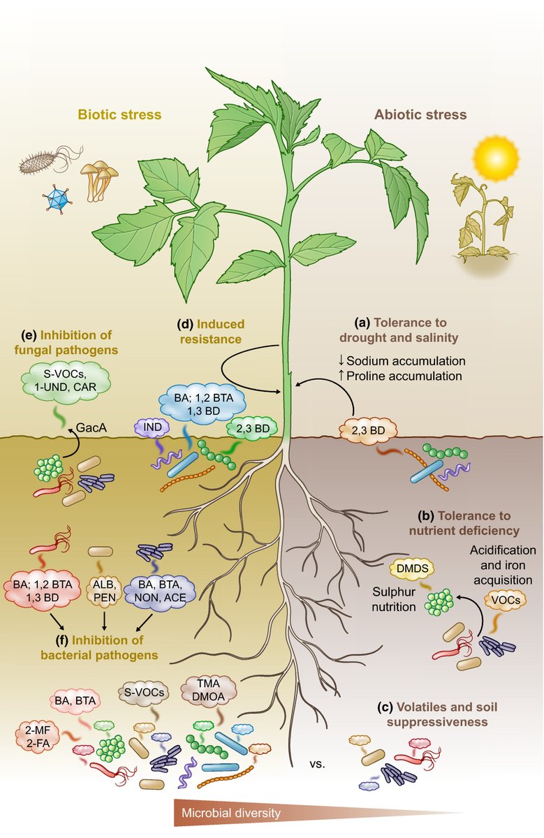 Beneficial effects of bacterial volatiles on plant health. 