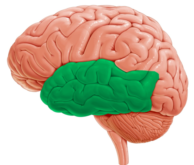 Temporal lob (şakak lobu): Konuşma, hafıza ve işitme gibi işlevlerde oldukça önemli görevler alır.