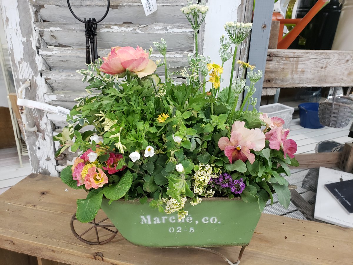 ジョイフル本田 ガーデンセンター ガーデンセンター守谷店 本日の寄せ植え ニュアンスカラーのお花にリーフと小花を添えて なんとなくぬくもりを感じる素敵な寄せ植えにしあがりました 寄せ植え アレンジ ラナンキュラスエトワール 姫小菊サン ジョイフル本田 ガーデンセンター ガーデンセンター守谷店 本日の寄せ植え ニュアンスカラーのお花にリーフと小花を添えて なんとなくぬくもりを感じる素敵な寄せ植えにしあがりました 寄せ植え アレンジ ラナンキュラスエトワール 姫小菊サン