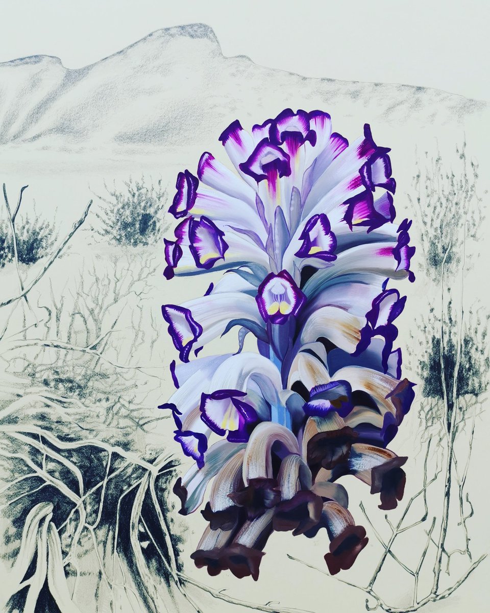 Back in the studio and I've just completed an illustration of Cistanche violacea, inspired by my encounter with the plant in the Middle Eastern deserts last spring.