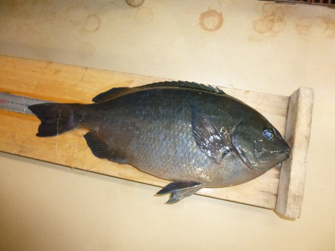 メジナの特徴 見分け方 写真から探せる魚図鑑