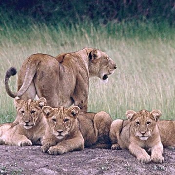 MultitasksOasis's tweet image. Welcome in Akagera National park to the beautiful country of thousand hills Rwanda this kind of wildlife called lion is a king of forest are you interested to visit Rwanda don&apos;t hesitate to contact us on oasismultitasks@gmail.com
What&apos;s is +250788827999/788423342
#Visit #Rwanda