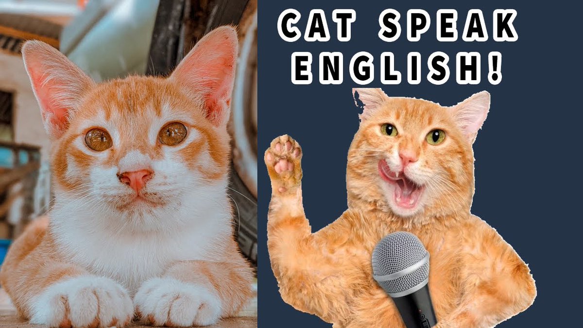 MeowMoeDotCom's tweet photo. New Video   OMG! #Cats 😻 And D ...
 
#Cats #Cat #Kittens #Kitten #Kitty #Pets #Pet #Meow #Moe #CuteCats #CuteCat #CuteKittens #CuteKitten #MeowMoe
 
#AnimalsSpeak #AnimalsTooCute #AnimalsVideo #CatLanguage #CatSpeak #CatSpeakEnglish
 
https://t.co/iJaJH37UEY
 
. https://t.co/AKsSQkU6pr