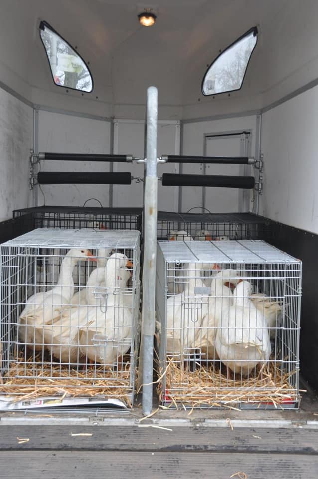 DierenAmsterdam's tweet photo. Update #DeWulp: Gisteren was het zover, grote #gans verhuizing #Dierenhospitaal #Dierenambulance #DenHaag heeft geholpen met vervoer naar @Ganzenparadijs Dag gansjes, ga jullie goed @Toevlucht #DierenambulanceRondeVenen #Amstelland #Kennemerland #NoordHollandZuid #samenvoorganzen https://t.co/5j6V54PAYt