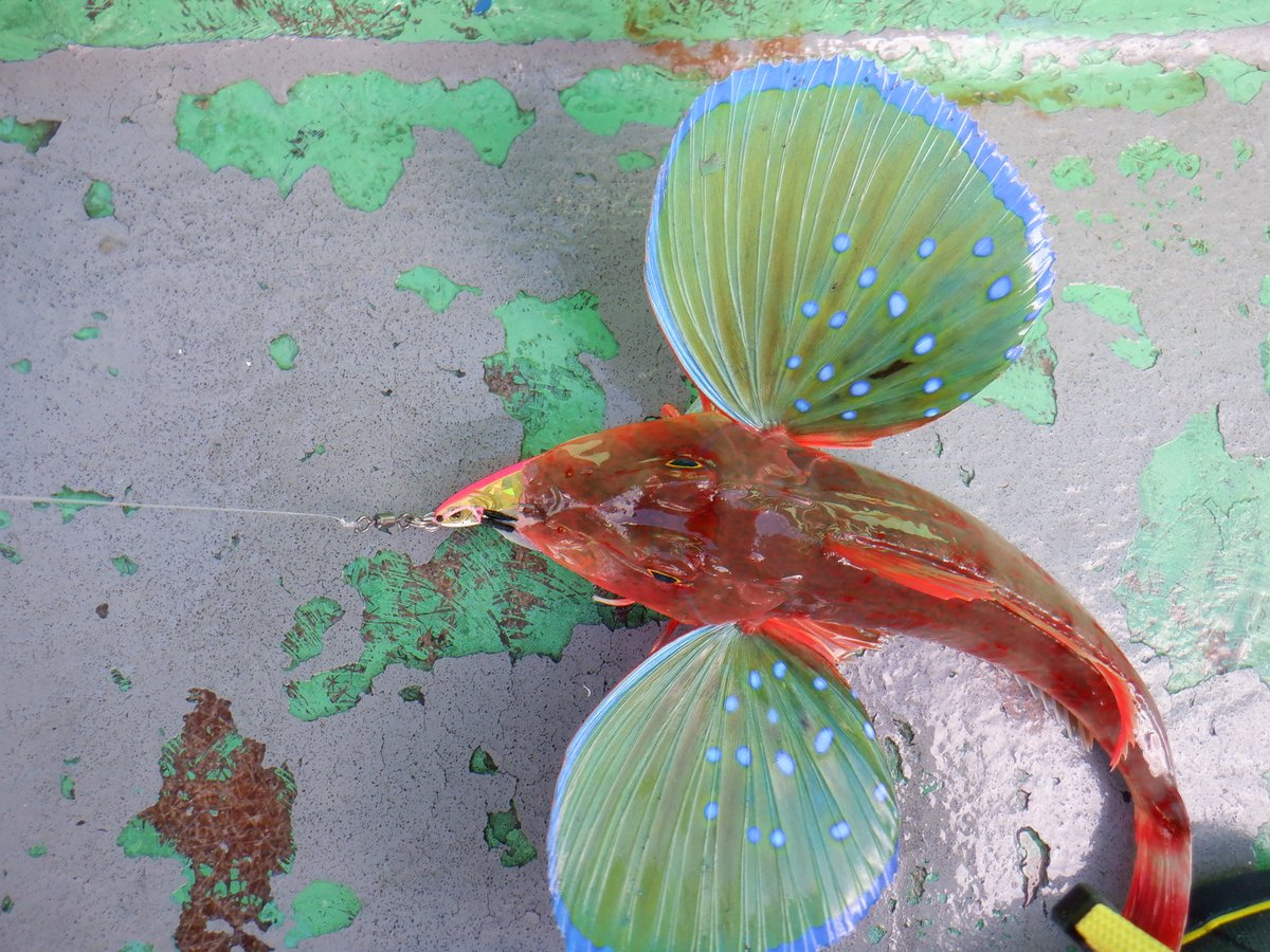 スーパーライトジギング Twitter Search