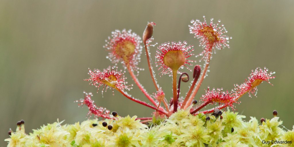 Happy #WorldWetlandsDay! Today we're celebrating the amazing wildlife of <a href="/AvalonMarshes/">Avalon Marshes</a> and Somerset Levels, such as booming bittern, wheeling marsh harriers &amp; the weird &amp; wonderful insectivorous round-leaved sundew! What is your favourite wetland species? RT &amp; let us know! 💚