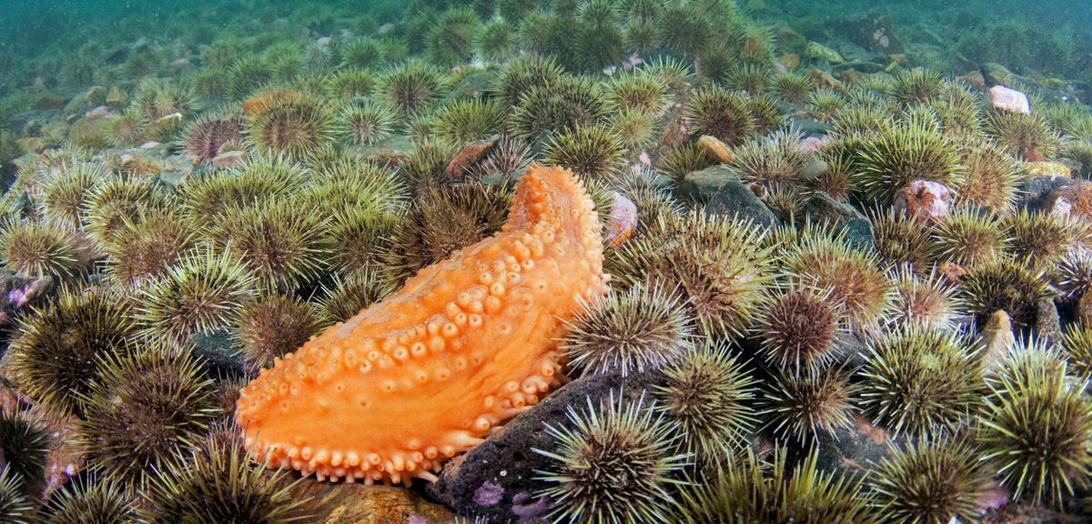 DeepSeaDiamond's tweet photo. Sea Cucumbers Keep Rollin’ Rollin’ Rollin’
#seacucumber
https://t.co/3DHgkGiD4E https://t.co/4XnoOp4xGW