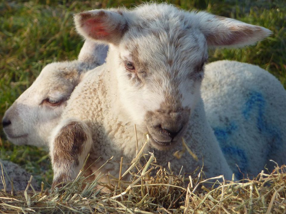 Fabulous Farm Shops tweet media