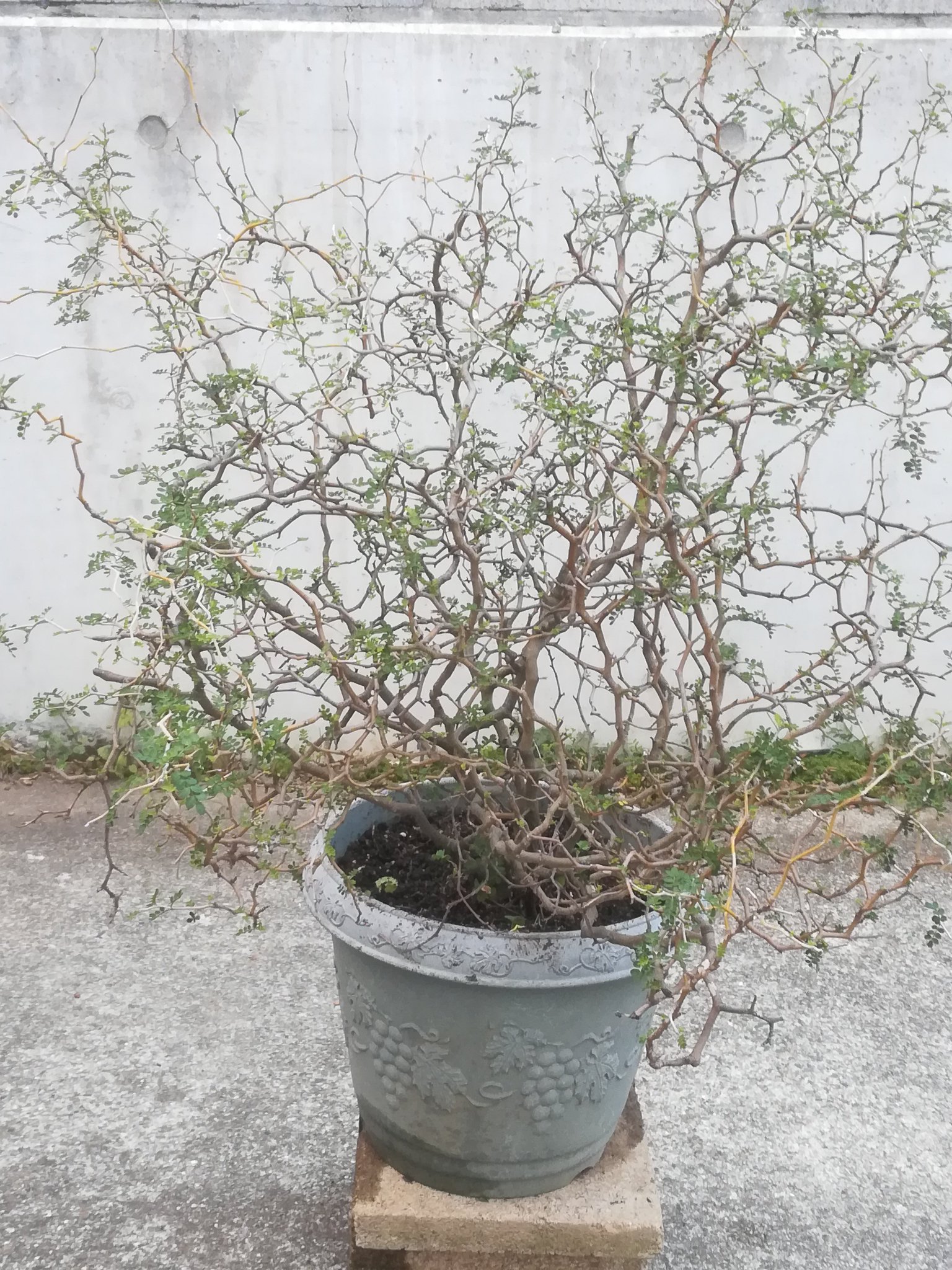 美穂 ソフォラ ミクロフィラ 別名 メルヘンの木 マメ科の植物です 葉がうんと小さく繊細でか弱く見えますがとても丈夫です 我が家では毎年屋外越冬し 夏も遮光無しです 春に黄色いクチバシみたいな面白いお花咲きますよ 盆栽風にもいかがですか