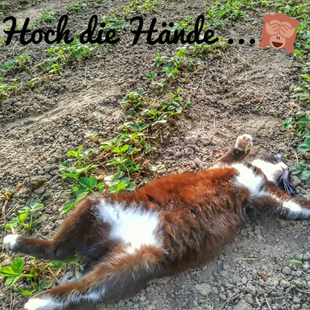 Guten Morgen liebe Katzenfreunde 😻 Was macht ihr an einem verregneten Sonntag?

#cats #caturday #kitty #catsoftwitter #catlover #katze #kitties #catoftheday #catlove  #katzen #catsofinstagram #caturday