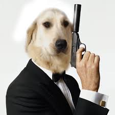 #onet63
No one :
Dog : I can talk and im in CIA