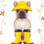 Photo by Frenchie and friends.Org (@FrenchieandFF)