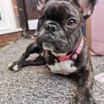 Photo by Frenchie and friends.Org (@FrenchieandFF)