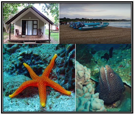 Alpha Dive Centre tweet media