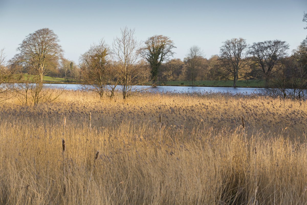 Golden dry reeds in the wetland at Felbrigg Hall.