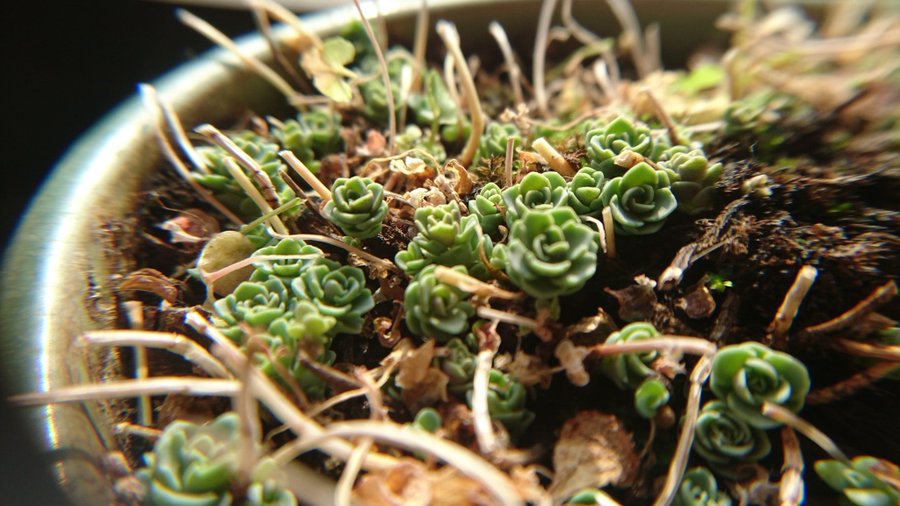 ミセバヤの育て方 挿し芽で増やすポイントは 育て方のコツをご紹介 2ページ目 Botanica