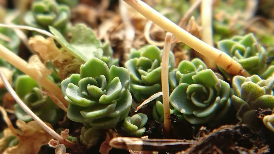 ミセバヤの育て方 挿し芽で増やすポイントは 育て方のコツをご紹介 2ページ目 Botanica