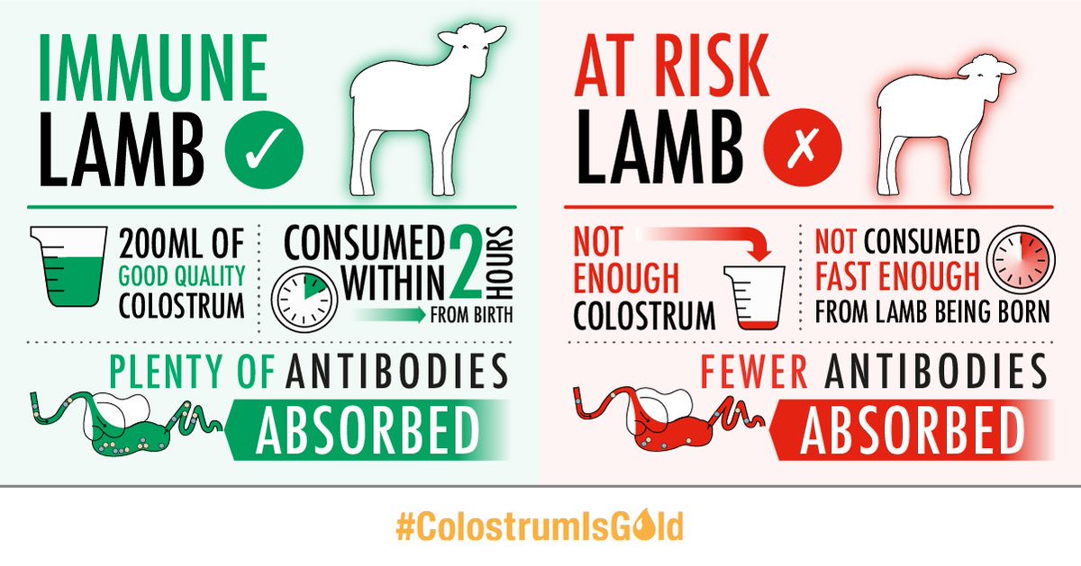 If a #lamb is born without any #antibodies it leaves it highly susceptible to infectious #disease from its environment. It is vital that a lamb receives these antibodies quickly through colostrum from their mother #colostrumisgold #healthyflock
