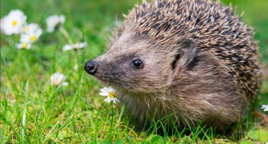 Merry National Hedgehog Day 🦔! The hedgehog population has halved in rural areas, & dropped by 1/3 in urban areas, since 2000. @CPRE is campaigning for more hedgerows in our #countryside to restore our hedgehogs' natural habitat & tackle the #ClimateEmegency 💚🌿🍃. It's win/win