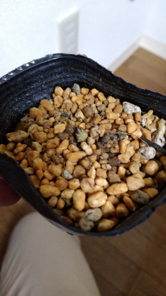 がっきー ヮ V Twitter 自分への引越祝い 届いた ムシトリスミレ ピンギキュラ マクロセラス ドロソフィルム ネペンテス フスカ ステノフィラ