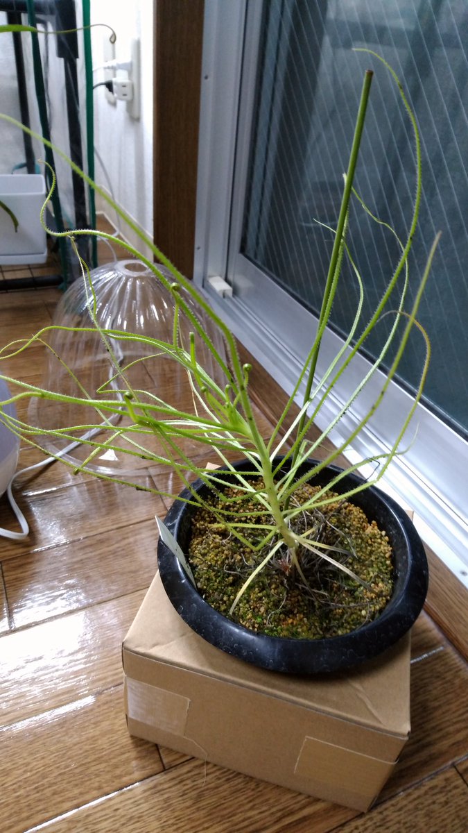 がっきー ヮ 自分への引越祝い 届いた ムシトリスミレ ピンギキュラ マクロセラス ドロソフィルム ネペンテス フスカ ステノフィラ