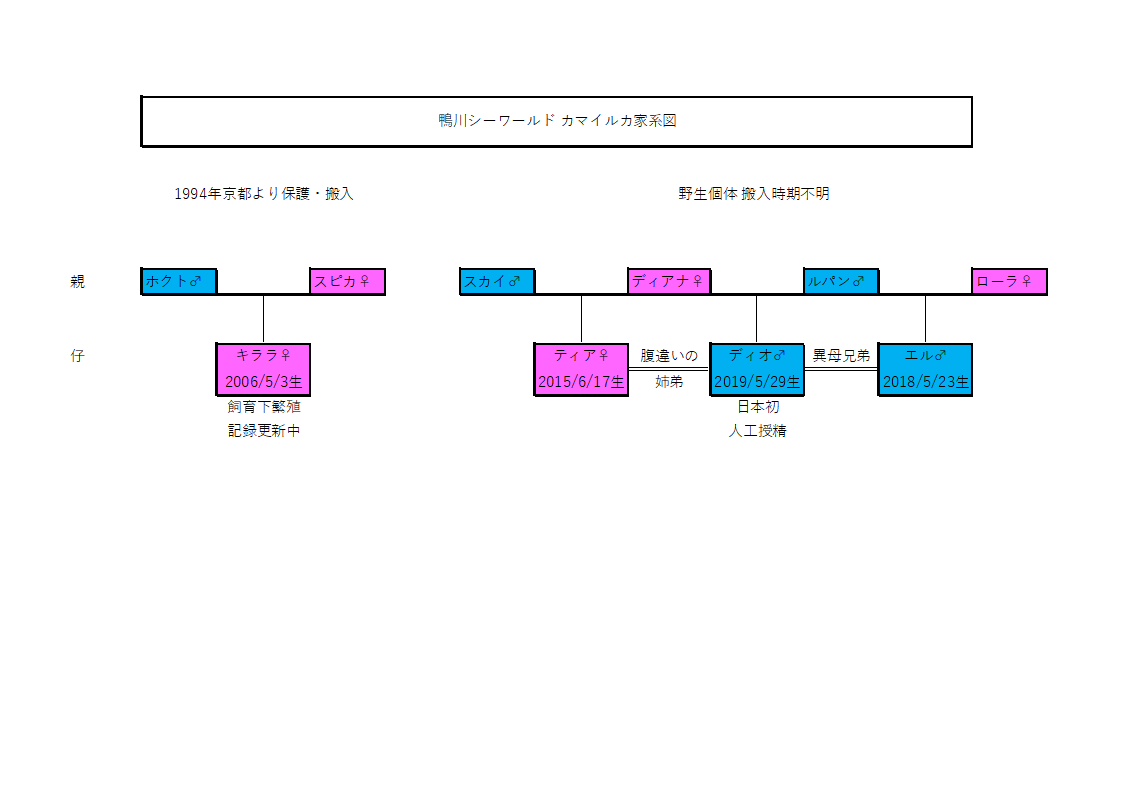 Yusar1n カマイルカの家系図 鴨川シーワールド 公式hpのニュースリリースや機関紙 さかまた など参考にして作成しました 色々不明確情報が多い関係で生存中の個体のみ掲載 ティアとディオは腹違いの姉弟 エルとディオは異母兄弟 なんですね 鴨川シー