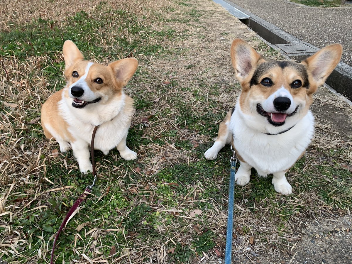 torichan_Flora's tweet photo. 夕散歩🐶🐾
なんとか日が暮れる前に行って帰って来れました☺️ https://t.co/ao604txd7p
