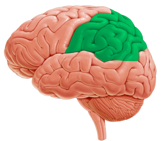 Paryetal Lob (Yan Lob): Dokunma duyusunun algılanması ve duyuların birbirine entegre edilmesi için oldukça önemlidir.